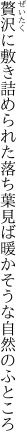 贅沢に敷き詰められた落ち葉見ば 暖かそうな自然のふところ