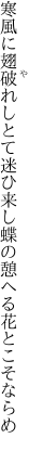 寒風に翅破れしとて迷ひ来し 蝶の憩へる花とこそならめ