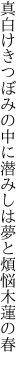 真白けきつぼみの中に潜みしは 夢と煩悩木蓮の春