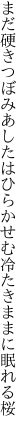 まだ硬きつぼみあしたはひらかせむ 冷たきままに眠れる桜