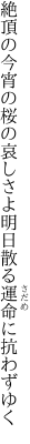 絶頂の今宵の桜の哀しさよ 明日散る運命に抗わずゆく
