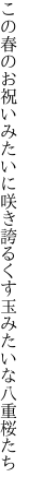 この春のお祝いみたいに咲き誇る くす玉みたいな八重桜たち