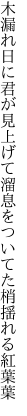 木漏れ日に君が見上げて溜息を ついてた梢揺れる紅葉葉