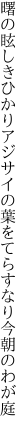 曙の眩しきひかりアジサイの 葉をてらすなり今朝のわが庭