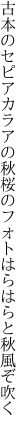 古本のセピアカラアの秋桜の フォトはらはらと秋風ぞ吹く