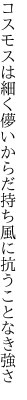 コスモスは細く儚いからだ持ち 風に抗うことなき強さ