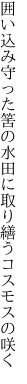 囲い込み守った筈の水田に 取り繕うコスモスの咲く