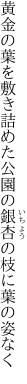 黄金の葉を敷き詰めた公園の 銀杏の枝に葉の姿なく