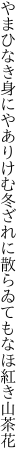 やまひなき身にやありけむ冬ざれに 散らゐてもなほ紅き山茶花