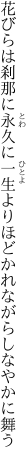 花びらは刹那に永久に一生より ほどかれながらしなやかに舞う