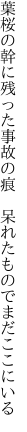 葉桜の幹に残った事故の痕　 呆れたものでまだここにいる