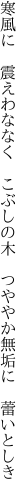 寒風に　震えわななく　こぶしの木 　つややか無垢に　蕾いとしき