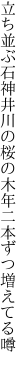 立ち並ぶ石神井川の桜の木 年二本ずつ増えてる噂