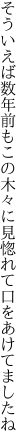 そういえば数年前もこの木々に 見惚れて口をあけてましたね