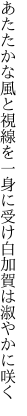 あたたかな風と視線を一身に 受け白加賀は淑やかに咲く