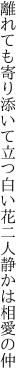 離れても寄り添いて立つ白い花 二人静かは相愛の仲