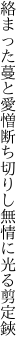 絡まった蔓と愛憎断ち切りし 無情に光る剪定鋏