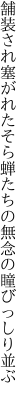 舗装され塞がれたそら蝉たちの 無念の瞳びっしり並ぶ