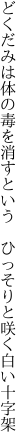 どくだみは体の毒を消すという　 ひっそりと咲く白い十字架