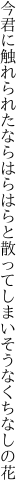 今君に触れられたならはらはらと 散ってしまいそうなくちなしの花