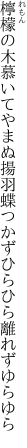 檸檬の木慕いてやまぬ揚羽蝶 つかずひらひら離れずゆらゆら