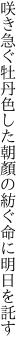 咲き急ぐ牡丹色した朝顏の 紡ぐ命に明日を託す