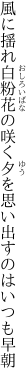 風に揺れ白粉花の咲く夕を 思い出すのはいつも早朝