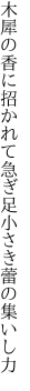 木犀の香に招かれて急ぎ足 小さき蕾の集いし力