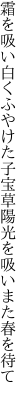 霜を吸い白くふやけた子宝草 陽光を吸いまた春を待て