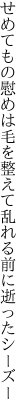 せめてもの慰めは毛を整えて 乱れる前に逝ったシーズー