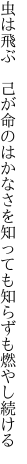 虫は飛ぶ　己が命のはかなさを 知っても知らずも燃やし続ける