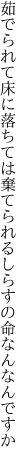 茹でられて床に落ちては棄てられる しらすの命なんなんですか