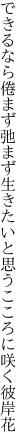 できるなら倦まず弛まず生きたいと 思うこころに咲く彼岸花