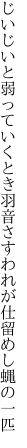 じいじいと弱っていくとき羽音さす われが仕留めし蝿の一匹