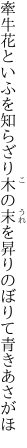 牽牛花といふを知らざり木の末を 昇りのぼりて青きあさがほ