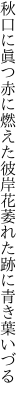 秋口に眞つ赤に燃えた彼岸花 萎れた跡に青き葉いづる