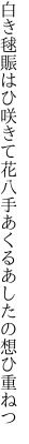 白き毬賑はひ咲きて花八手 あくるあしたの想ひ重ねつ