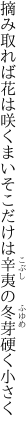 摘み取れば花は咲くまいそこだけは 辛夷の冬芽硬く小さく