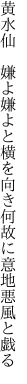 黄水仙　嫌よ嫌よと横を向き 何故に意地悪風と戯る