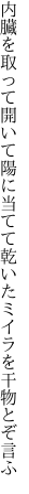 内臓を取って開いて陽に当てて 乾いたミイラを干物とぞ言ふ