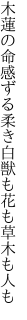 木蓮の命感ずる柔き白 獣も花も草木も人も