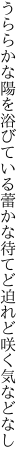 うららかな陽を浴びている蕾かな 待てど迫れど咲く気などなし