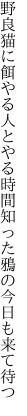 野良猫に餌やる人とやる時間 知った鴉の今日も来て待つ