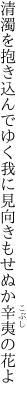 清濁を抱き込んでゆく我に 見向きもせぬか辛夷の花よ