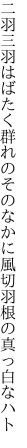 二羽三羽はばたく群れのそのなかに 風切羽根の真っ白なハト