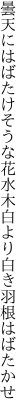 曇天にはばたけそうな花水木 白より白き羽根はばたかせ