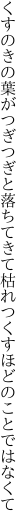 くすのきの葉がつぎつぎと落ちてきて 枯れつくすほどのことではなくて