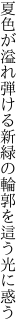 夏色が溢れ弾ける新緑の 輪郭を這う光に惑う