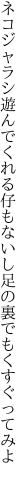 ネコジャラシ遊んでくれる仔もないし 足の裏でもくすぐってみよ