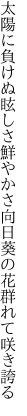 太陽に負けぬ眩しさ鮮やかさ 向日葵の花群れて咲き誇る